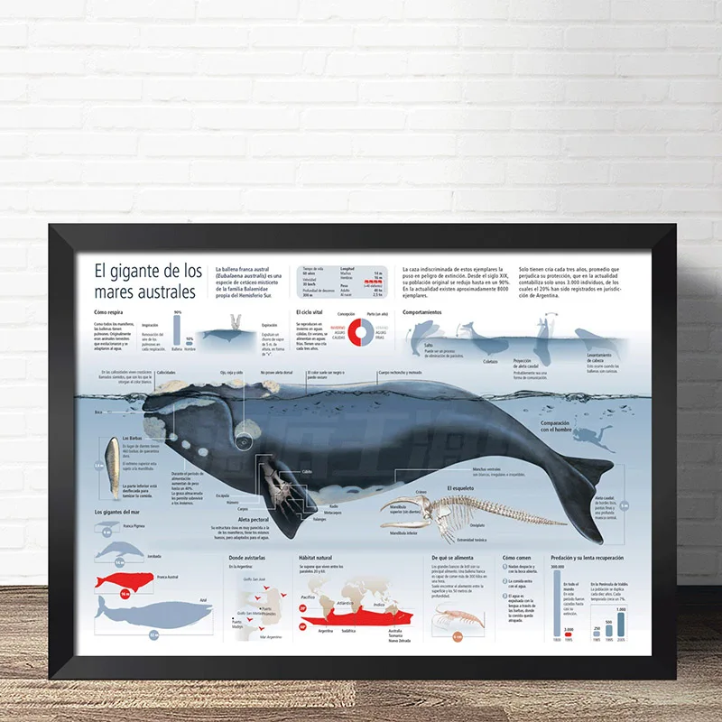

COSY MOMENT Sharks Anatomy Educational Prints Types Of sharks Identification Reference Chart Poster wall Pictures ZS168