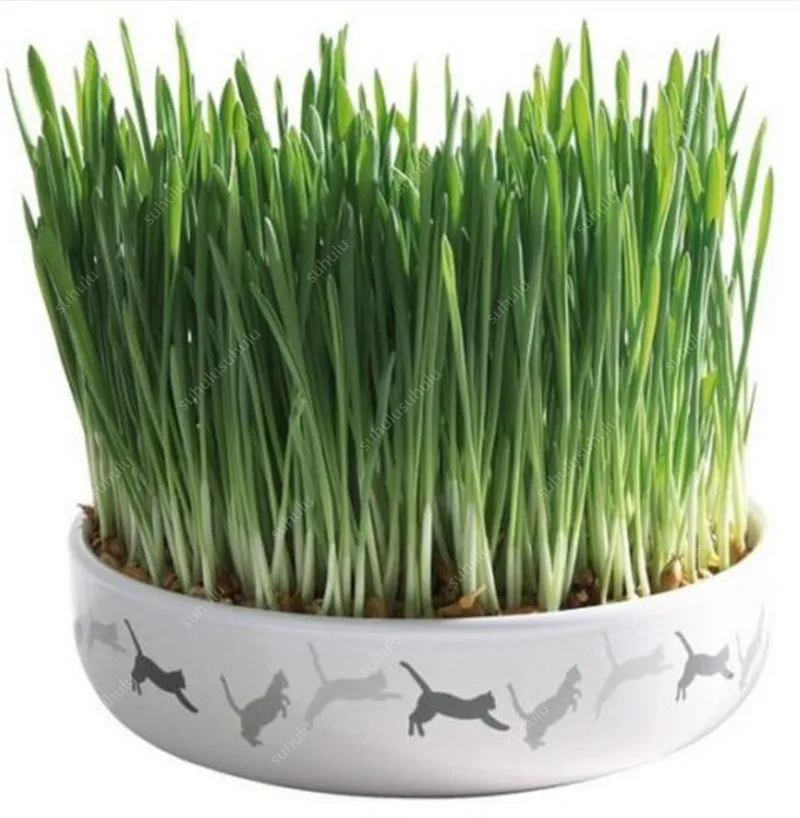 Free Shipping 1000 pcs Cat Grass Bonsai Foliage Plant Bonsai Wheat Grass Mint Smell Superior Cat Food For Your Pet Easy To Grow