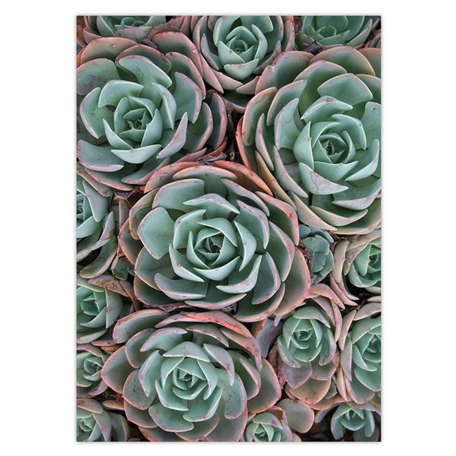 5D Diy Diamond Painting Succulent Plant Needlework Cross Stitch Square
