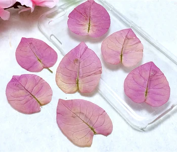 

Purple Bougainvillea DIY Framed Pressed Flowes Handmade Material for Card Decoration 1 lot/120pcs Free shipment