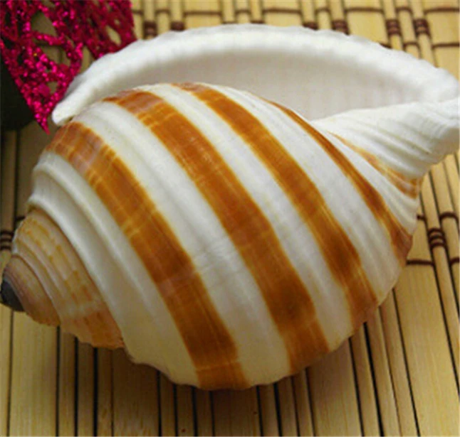 Conch Roll4.jpg