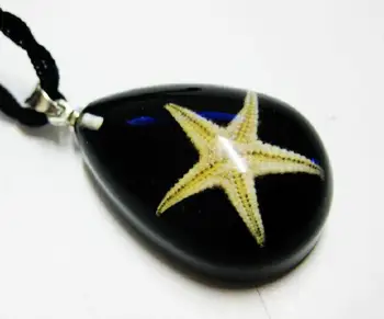 

FREE SHIPPING 12 PCS NEW REAL BLACK STARFISH DROP BOTTOM NICE PENDANT INSECT JEWELRY TAXIDERMY GIFT