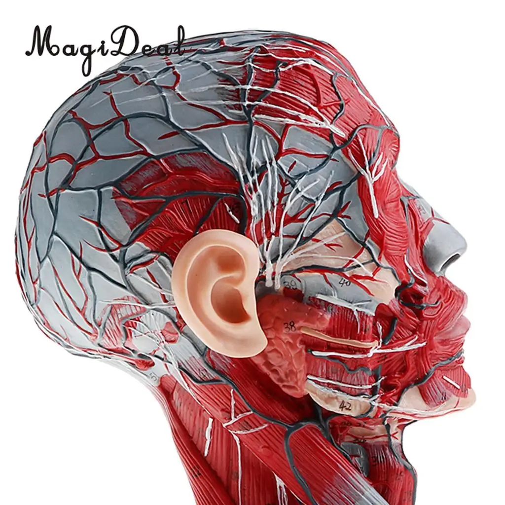 1:1 Human Head Skeleton W/Neck Vessel Nerve Skeleton Demonstration Model Laboratory Ornament School Medical Teaching Tool