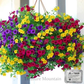 Heirloom Hanging Petunia Mixed Seeds, Professional Pack, 200 Seeds, Very Beautiful Garden Flowers Light Up Your Garden TS029