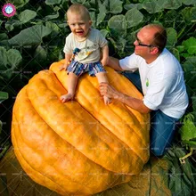 

20 Pcs/bag Giant Pumpkin Bonsai Plants Super Rare Pumpkins Organic Vegetable Potted Planting for Home Garden