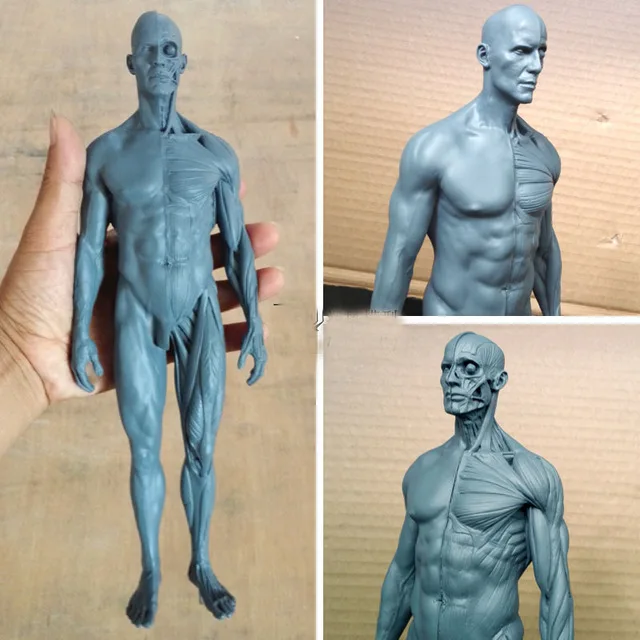 30 см макет человеческого скелета анатомическая модель скульптуры модель медицинские справки живопись CG дизайн медицинские справки искусства модель