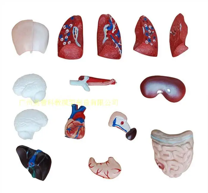 15 шт. мини 28 см Анатомия человека внутренний орган система сердца структура Esophageal Trachea и Aorta Torso медицинские принадлежности игрушка