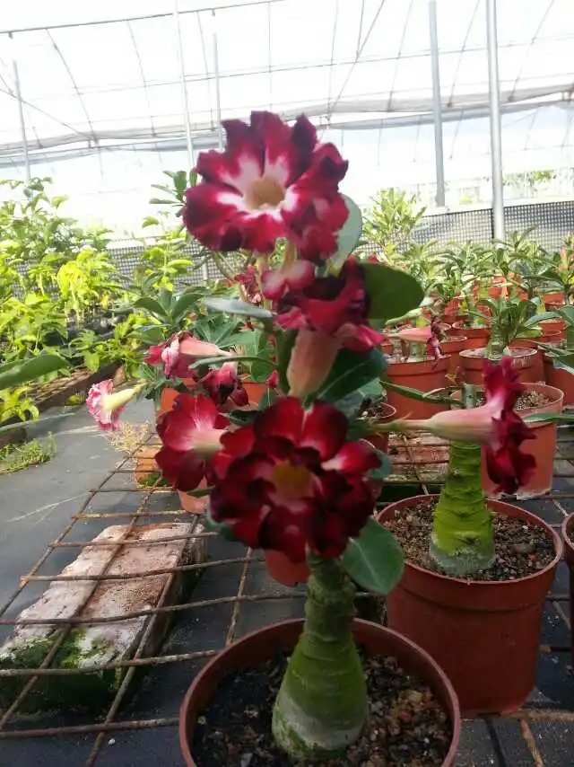 

100% Fresh Real Adenium Obesum semillas - Bonsai Desert Rose Flower Plant Sementes Z27