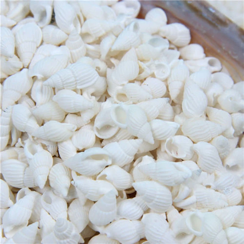 

100PCS Natural conch shells Aquarium decoration Home Decor Natural Sea Beach Shell Conch Seashells For DIY Crafts or party