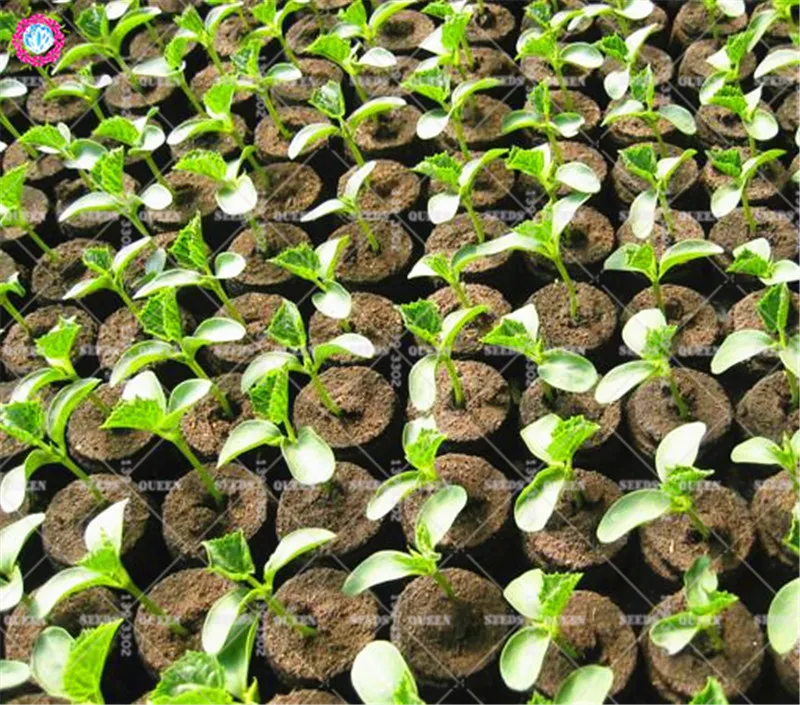 Peat Nursery Nutrition Block Vegetable Integrated Compression Nutrition Base For Home Garden Easy To Use Improve The Soil 1pcs