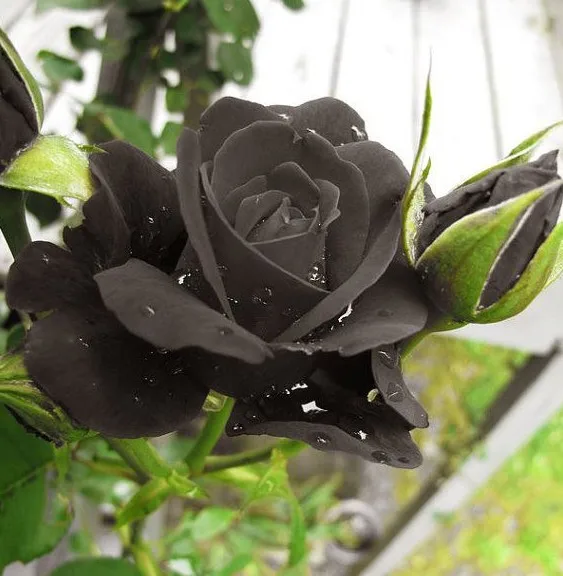 Promotion! 20 Rare Natural Black of Night Rose Seeds Bonsai Flower Bush ...