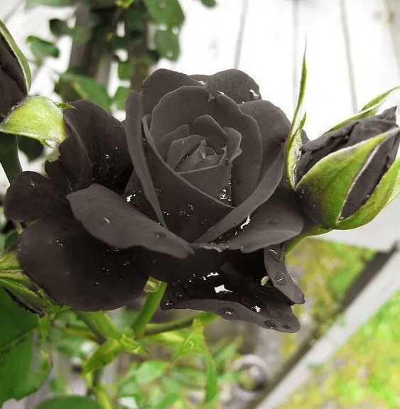 Can You Get Natural Black Roses Can You Get Natural Black Roses