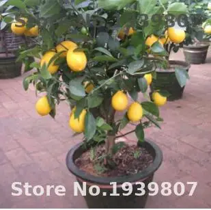 

50pcs lemon Tree Rare Fruit TreeFor Home Gatden can Edible fruit plants Perennial Plants Bonsai Fruit Outdoor Decoration