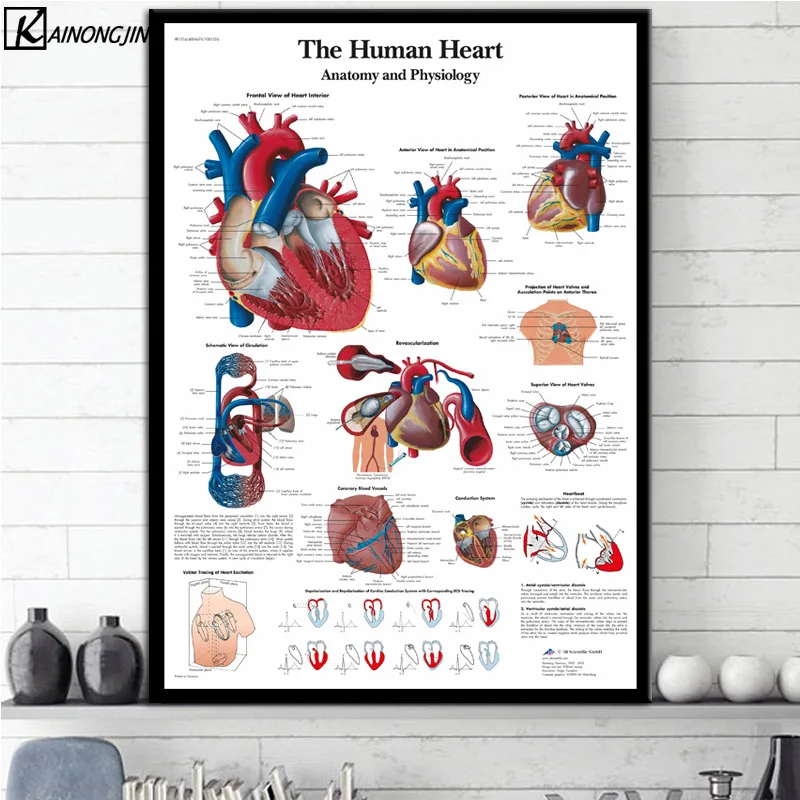 Плакат коленного сустава ноги позвоночника мышцы системы Анатомия плакаты и принты холст картина стены Искусство Картина комнаты домашний декор - Цвет: 0002