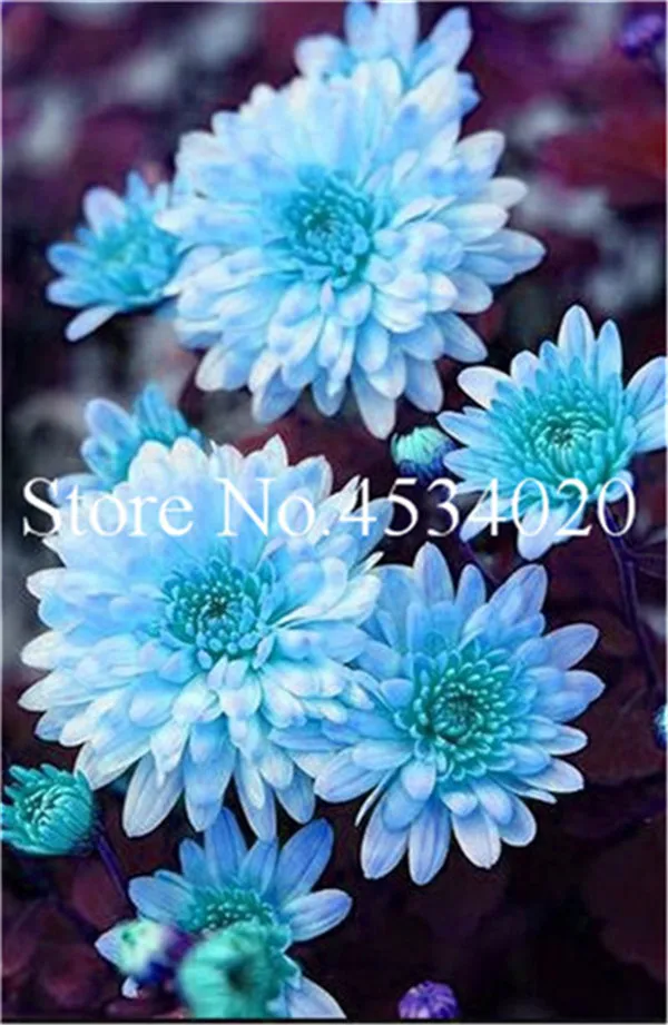 100pcs Unique Colored Chrysanthemum Perennial Daisy Flowers Ideal For Indooroutdoor Landscaping Decorations - 3