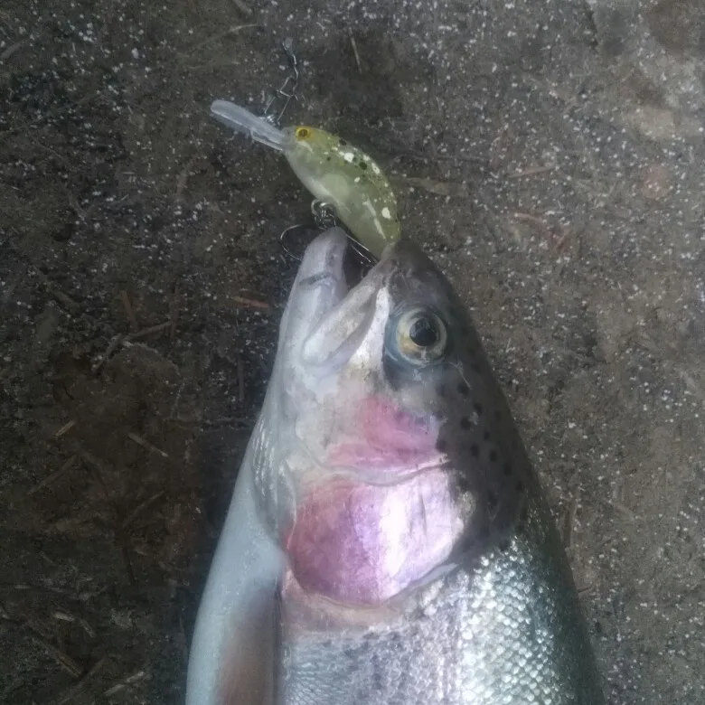 1 قطعة ، كرنك الطعم البلاستيك Hardbaits 40 مللي متر ، الصيد السحر ، Crankbait ، Wobblers ، المياه العذبة سمك لوري 1 قطعة ، كرنك الطعم البلاستيك Hardbaits 40 مللي متر ، الصيد السحر ، Crankbait ، Wobblers ، المياه العذبة سمك لوري
