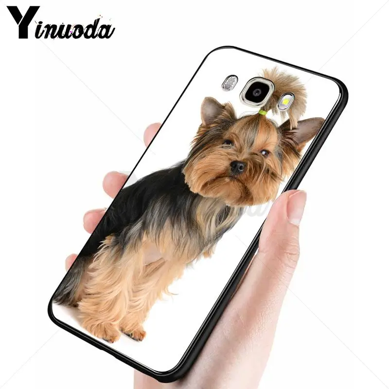 yorkshire terrier dog puppy 