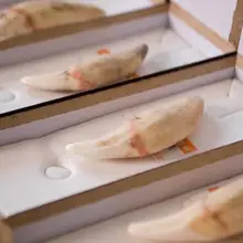 TBP5850 Тибетский костяной фигура из зуба амулет кулон 50 мм Белый Волк зубы хорошо для влюбленных пар 20 шт много