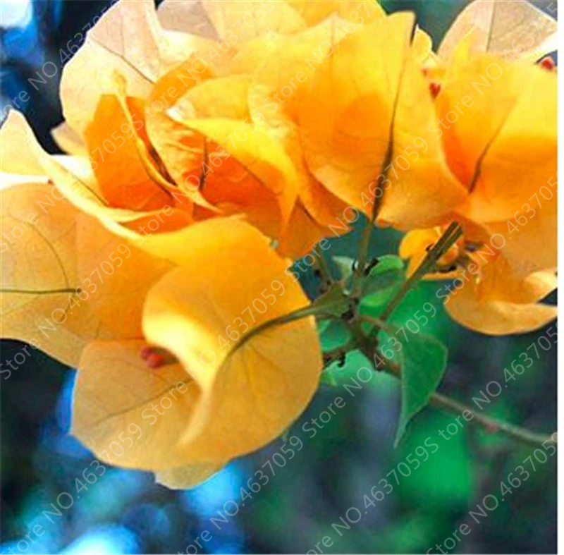 100 Pcs/Bag Colorful Bougainvillea Plant Perennial Bougainvillea Spectabilis Willd Planta Garden Bonsai Flower Pot Plant