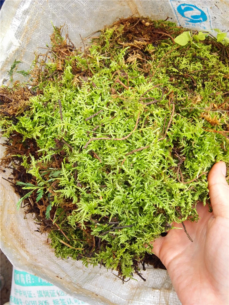 10G Sphagnum Moss Garden Supplies Sphagnum Moss Moisturizing Nutrition Organic Fertilizer For Phalaenopsis Orchid Musgo Sphagnum