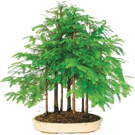 Metasequoia Glyptostroboides For Sale Metasequoia Glyptostroboides For Sale