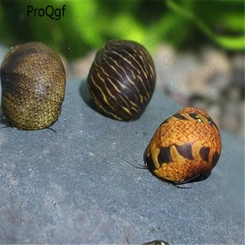 

5Pcs A Set Busycon canaliculatu