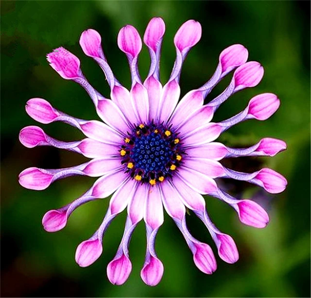 Osteospermum Ecklon Seeds, Blue Flowers Seeds, 30pcs/pack