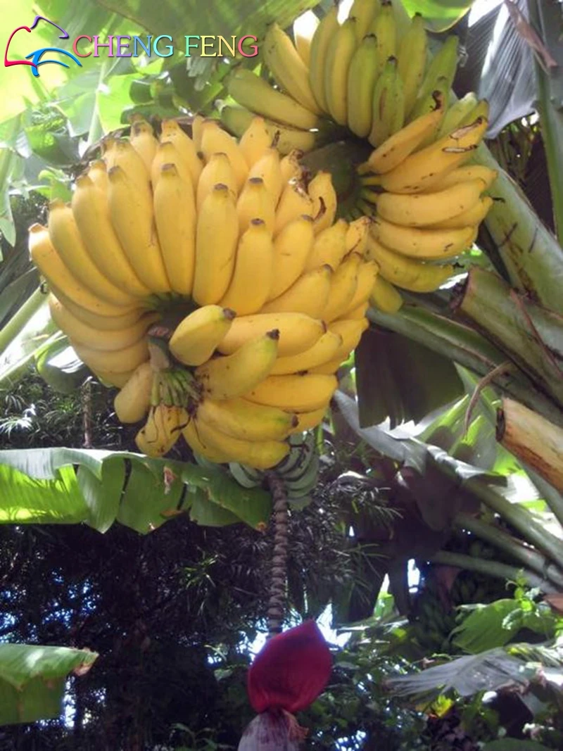 Rare Fruit Seed Sale 100pcs Imported Japanese Banana Seeds Milk Taste