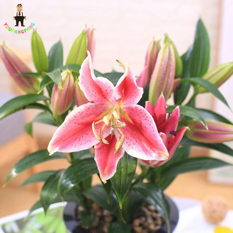 Pcs/Bag Pink Lily Plants Flower Indoor Potted Katonia House