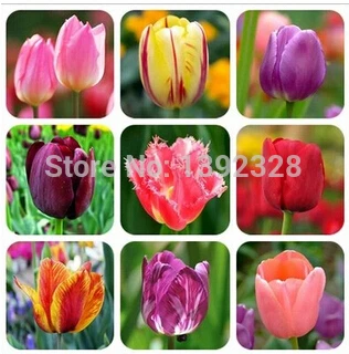 

100pcs Fresh Real Tulip Flower semillas sementes (not tulip bulbs)