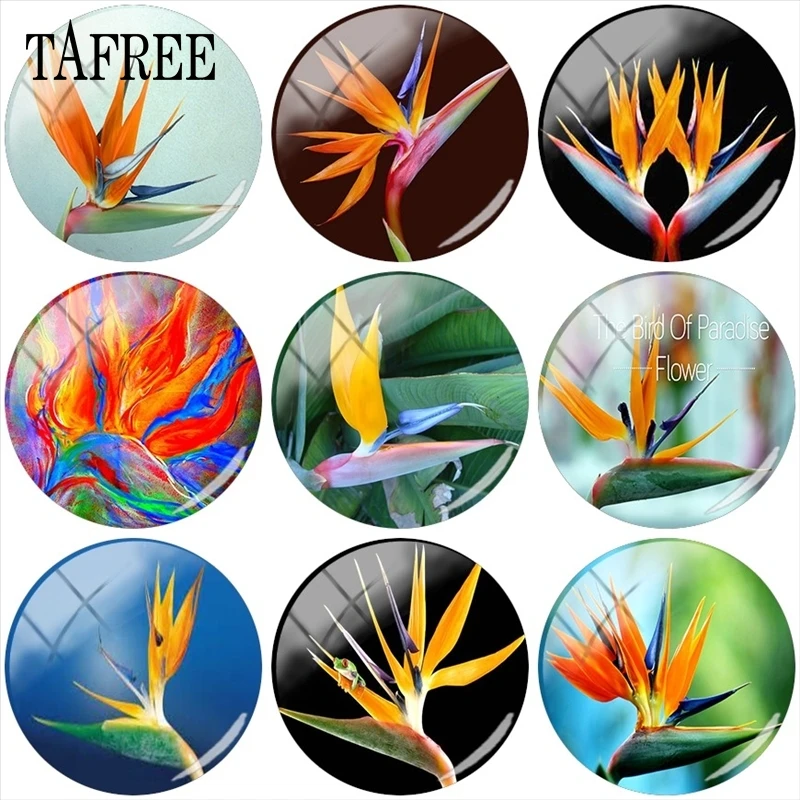 TAFREE оранжевый цветок клелитции 12 мм/15 мм/16 мм/18 мм/20 мм/25 мм круглый фото стекло