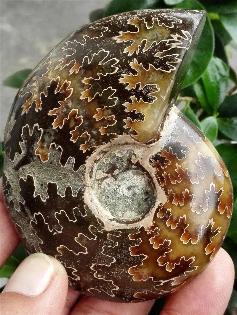 

xd j00878 Natural conch fossil specimens of Madagascar