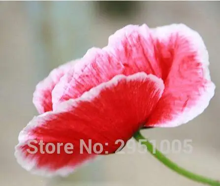 100 pz Fiore rosso onda onda mais papavero testa di fiore di lunghezza