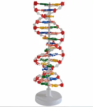 

DNA Molecular Model Medical Human Samples