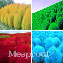 100pcs Bush Kochia Scoparia Seeds Red Perennial Grass Seed Bonsai Garden Ornamental Colorful Gift Plants Easy Grow