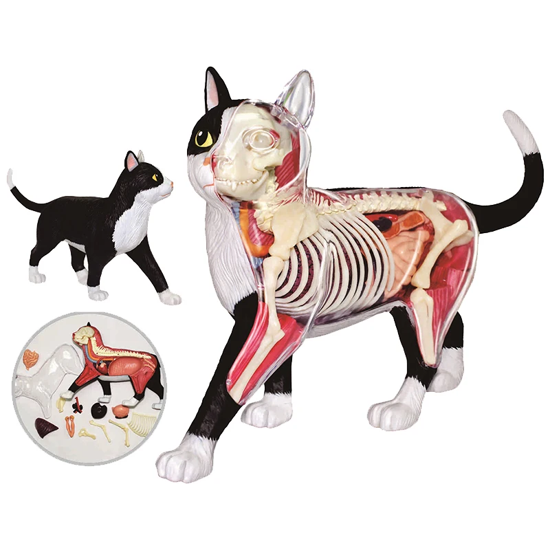 

4D Cat Model Building Kits THE DISSECTED CAT Detachable Transparent Assembling 28pcs 20cm Perspective Learning Toys for Kids