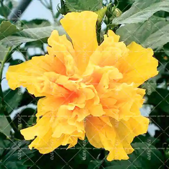 Buy 100PCS Rare Hibiscus Tree Chinese Double Hibiscus
