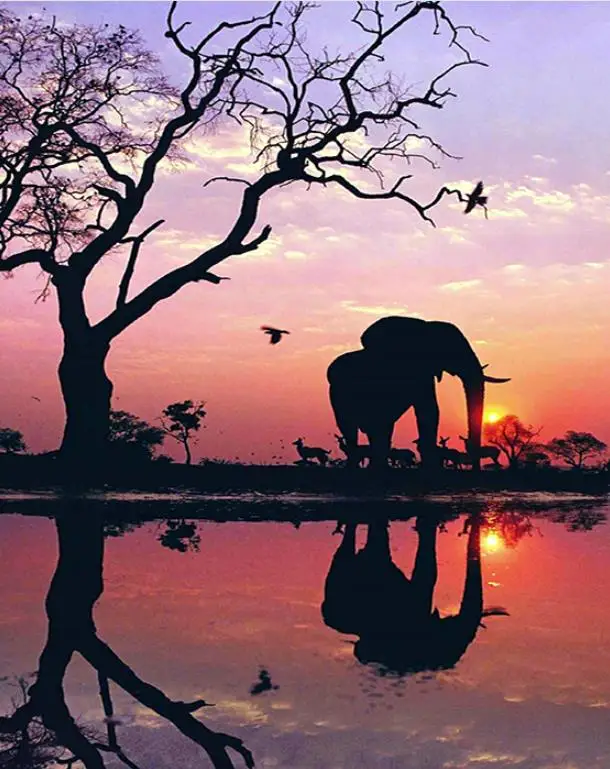 

animals Full round Diamond painting Cross stitch Sunset landscape full square Diamond mosaic Elephant 5D Diamond embroidery tree
