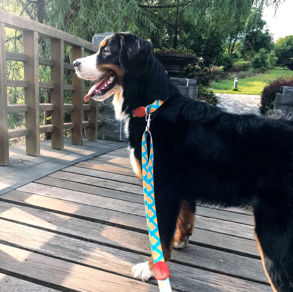 Dog Collar and Dog Leash Sets Sunshine California High Quality Colorful