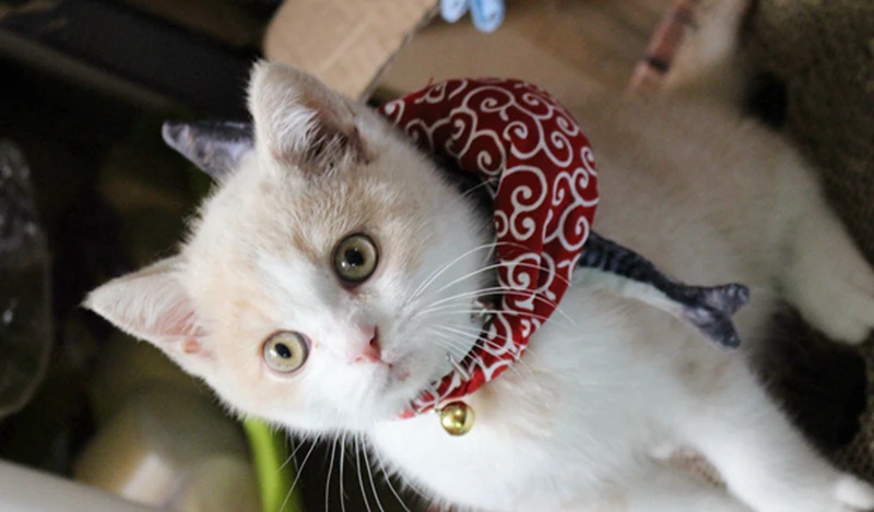 [MPK ошейники для кошек] милый кот котенок воротник с рыбой, костюм для домашних животных, 4 цвета
