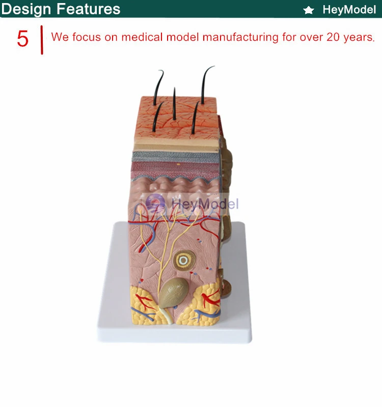 HeyModel медицинская человеческая кожа модель с секциями 35 раз увеличение