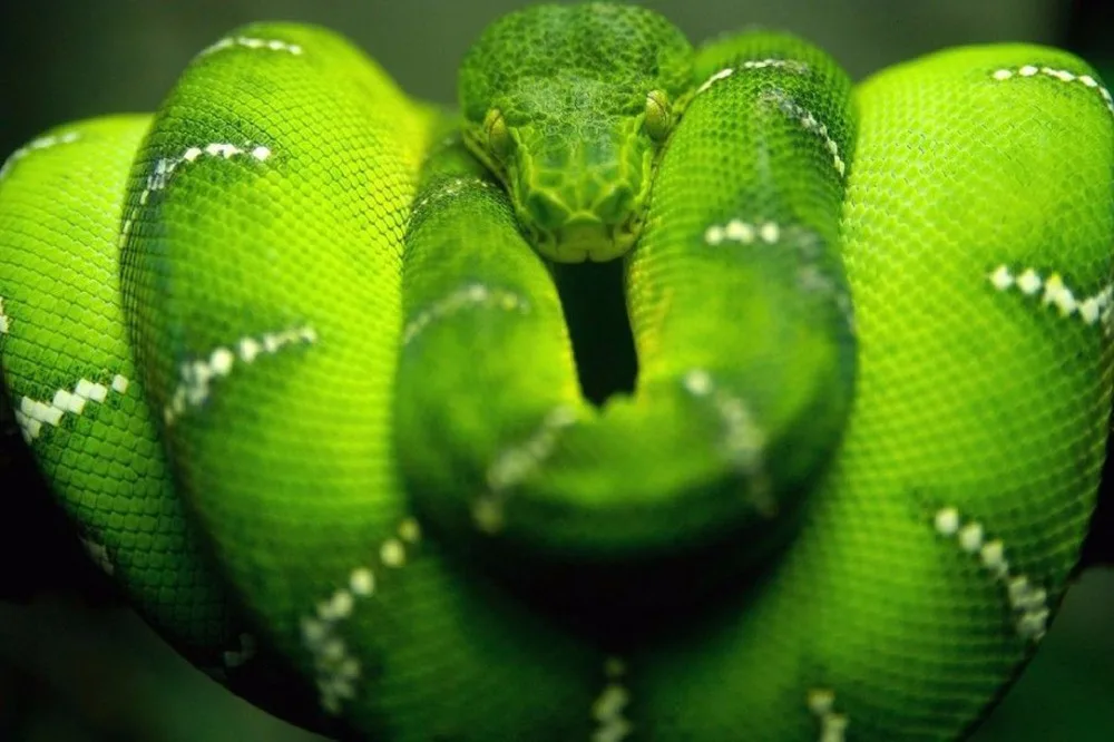 7370 Yellow Green Snakes Animal-Wall Sticker Art Poster For Home Decor Silk Canvas Painting | Дом и сад