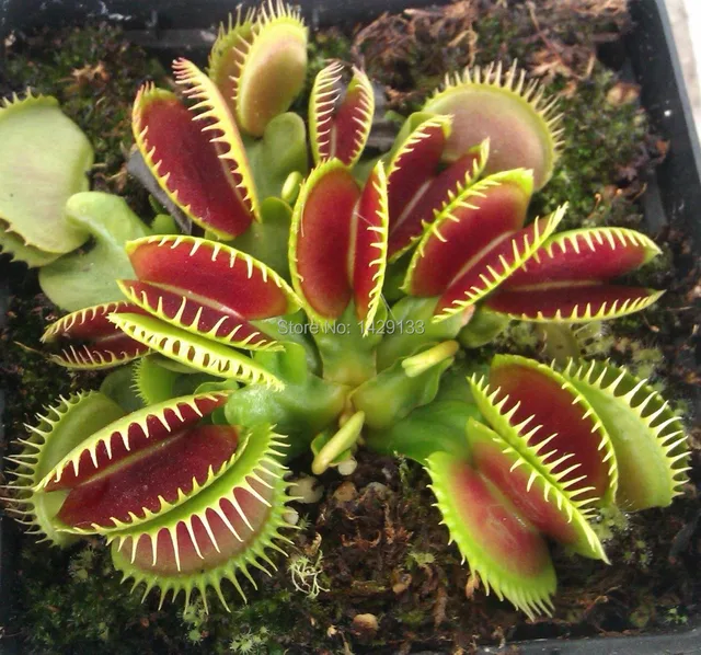 where to buy venus fly trap plants