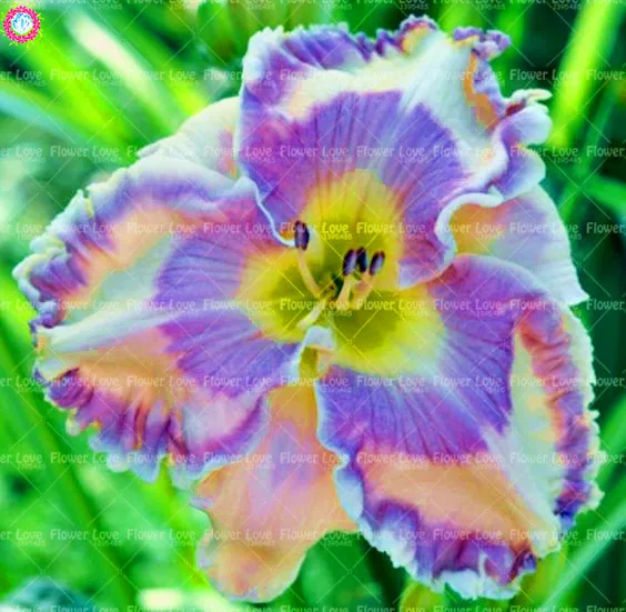 Шт. 20 шт. карликовые деревья Daylily цветы растения Hemerocallis лилии Крытый Бонсай цветочных растений многолетних растений для дома и сада украшени... Шт. 20 шт. карликовые деревья Daylily цветы растения Hemerocallis лилии Крытый Бонсай цветочных растений многолетних растений для дома и сада украшени...