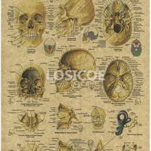 Vintage medicina Anatomía Humana carteles Kraft papel cuadro adhesivo para pared impresión arte decoración de interior para Hospital o aula A10