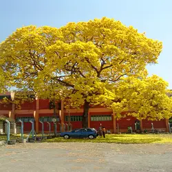 Бесплатная доставка 10 шт. свежий Настоящее Handroanthus chrysanthus-Fenglingmu Семена деревьев