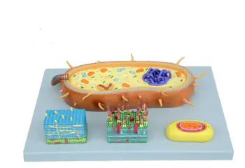Bacterial model nuclear model chromosome model biological teaching model flagella model 55*38*15cm брюки chromosome chromosome ch036emapml0