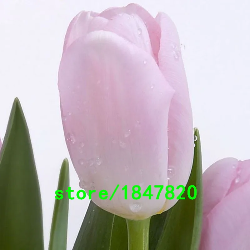 HTB1it7hJpXXXXaKXVXXq6xXFXXX2