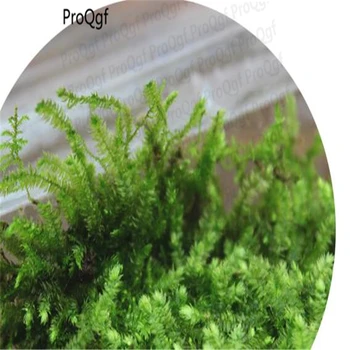 

5Pcs A Set Aquarium Taxiphyllum taxirameum