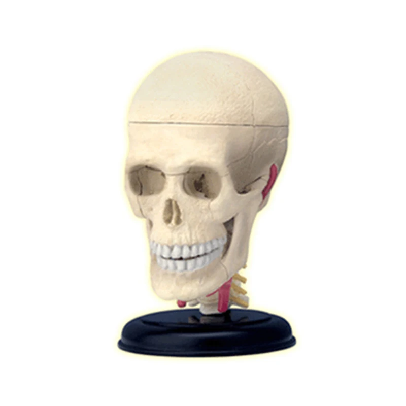4D череп интеллект сборка игрушка гуманоорган анатомическая модель медицинская